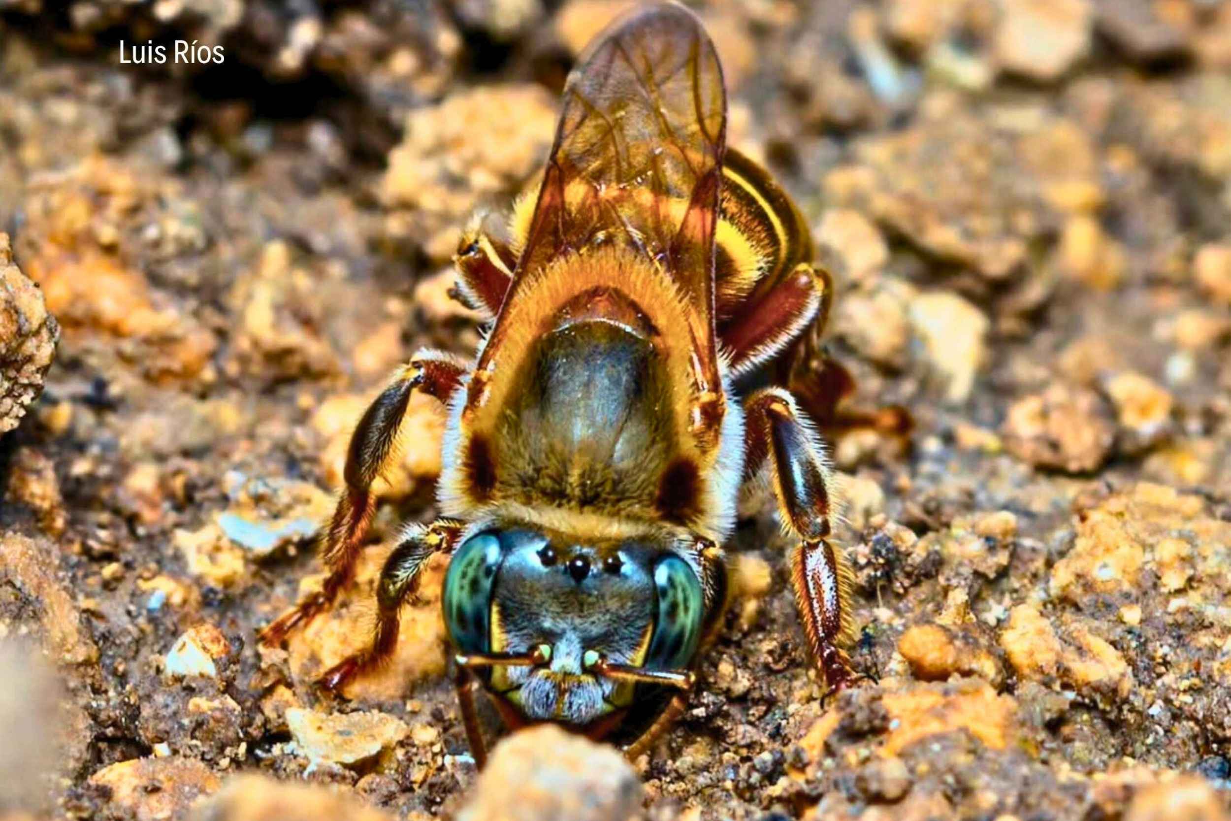 Melipona beecheii: La Jicota, joya biológica y cultural del Parque Nacional Laguna del Tigre